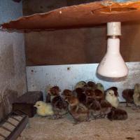 poussins Bresse-Gauloise Grise