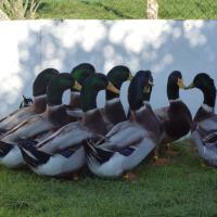 lot de canards Rouen