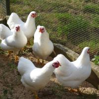 Poules Wyandotte naine