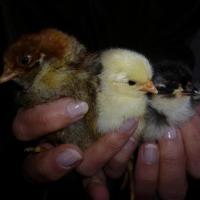 poussins:bresse-gauloise,wyandotte,noire du berry