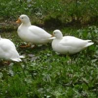 canards mignon