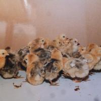 Poussins Bresse-Gauloise Grise