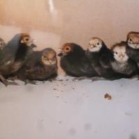 Poussins Noire du Berry