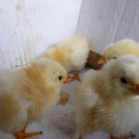 poussins Wyandotte