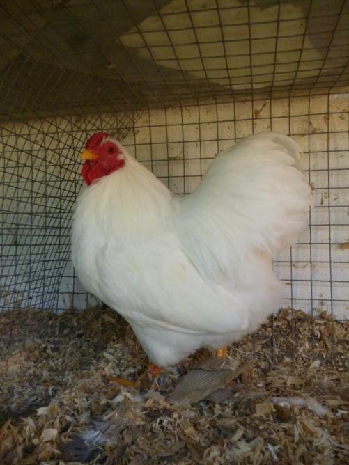champion-de-france-variété unicolore